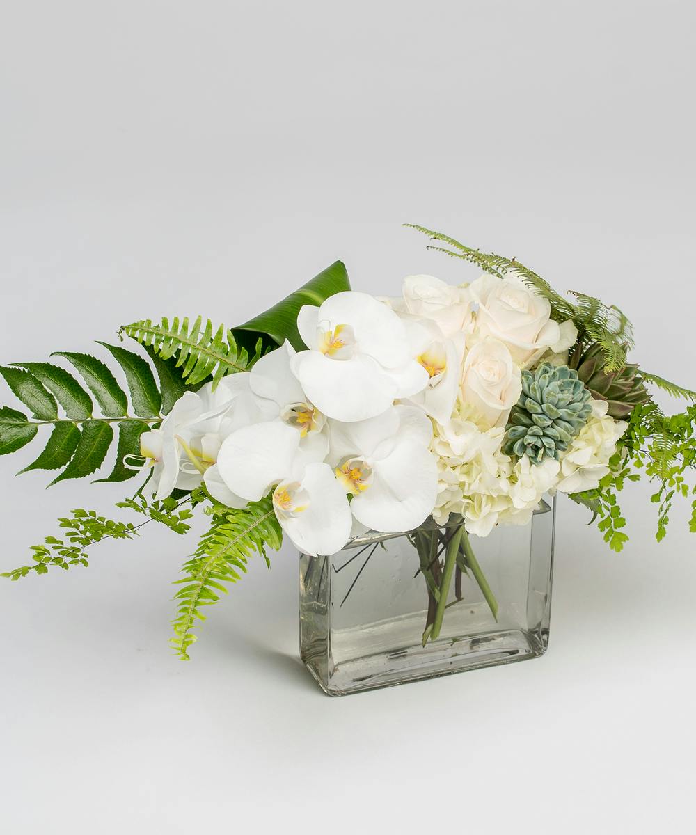 Elegant Orchid Delivery Philadelphia (PA) Robertson's Flowers