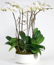 Premium White Orchid Garden