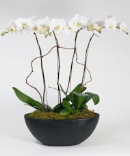 White Orchid Garden - Choose Your Container