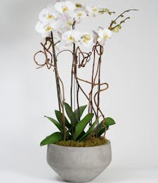 Deluxe White Orchid Garden