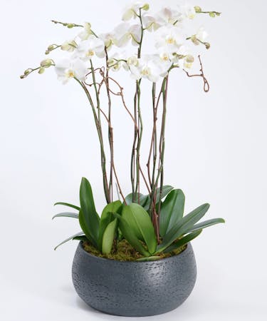 Luxury Orchid Garden Orchid Delivery Philadelphia Pa Robertson S Florist