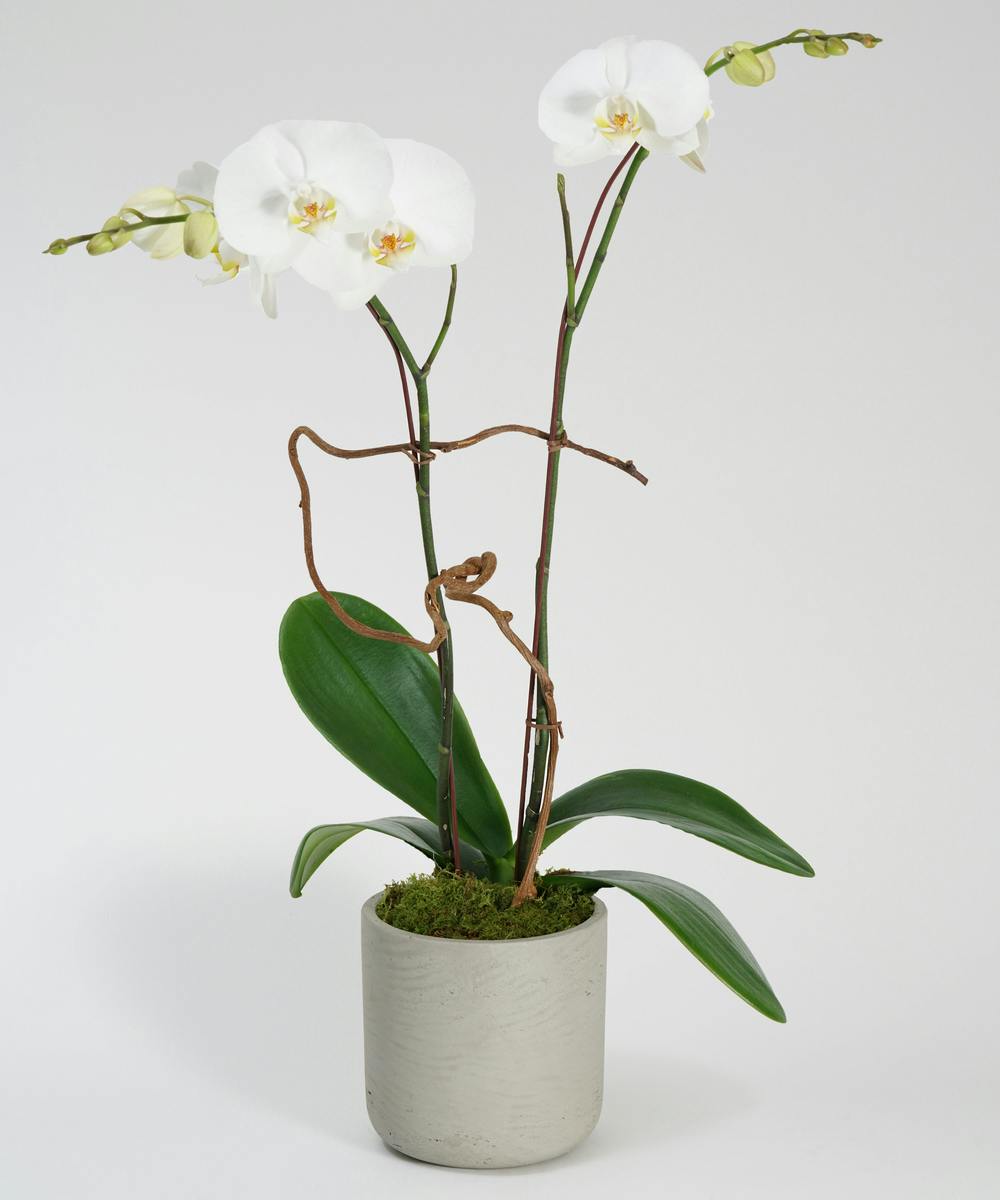 White Orchid Plant Delivery Philadelphia (PA) Same-Day Delivery