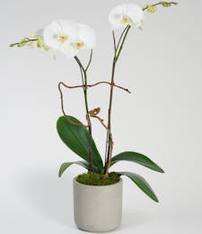 Double White Orchid - Choose Your Container