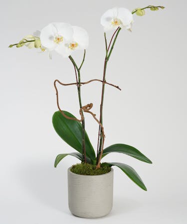 Double White Orchid - Choose Your Container