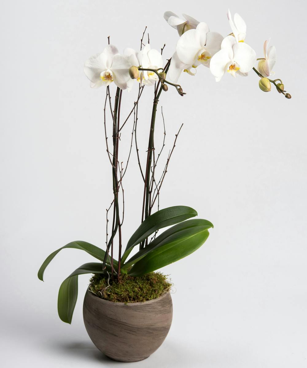 White Orchid Plant Delivery Philadelphia (PA) SameDay Office Delivery