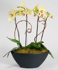 Yellow Orchid Garden - Choose Your Container