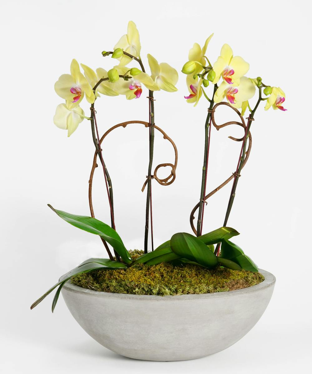 Yellow Orchid Garden Plant Gift Delivery, Premier Philadelphia Florist Robertson's Flowers