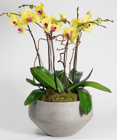 Deluxe Yellow Orchid Garden
