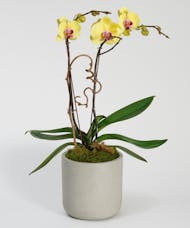 Double Yellow Orchid - Choose Your Container