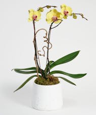 Double Yellow Orchid - Choose Your Container