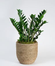 Large ZZ Plant - Choose Your Container