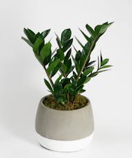 ZZ Plant - Choose Your Container