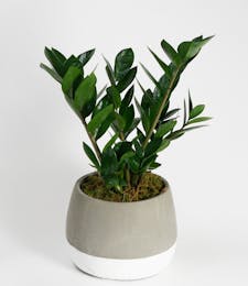 ZZ Plant - Choose Your Container