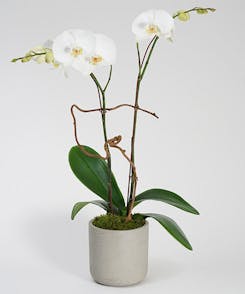An elegant pair of white orchides in a clay pot