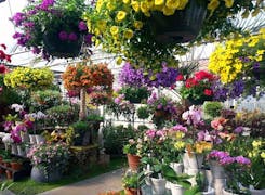 Gorgeous flower and plant arrangements in a wide range of pots and baskets